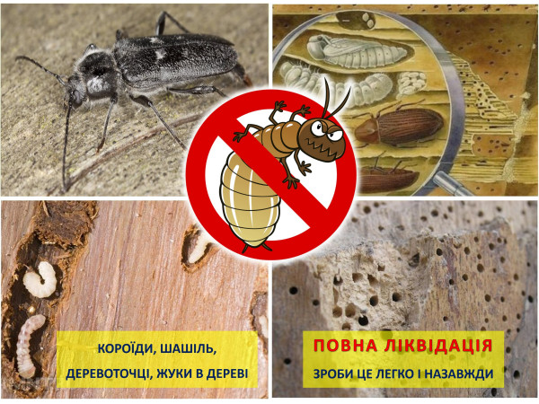 КАК УНИЧТОЖИТЬ ШАШЕЛЯ, КОРОЕДОВ, ЖУКОВ В ДРЕВЕСИНЕ: КУПИТЬ ПРАВИЛЬНОЕ СРЕДСТВО + ТЕХНОЛОГИЯ ПОЛНОГО УНИЧТОЖЕНИЯ ВРЕДИТЕЛЕЙ