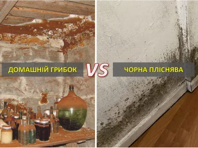 Як відрізнити домашній грибок від чорної плісняви?