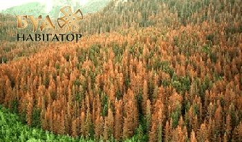 Ураження лісів - короїд